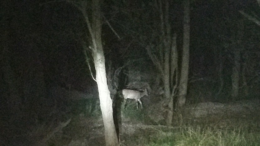 deer spotting