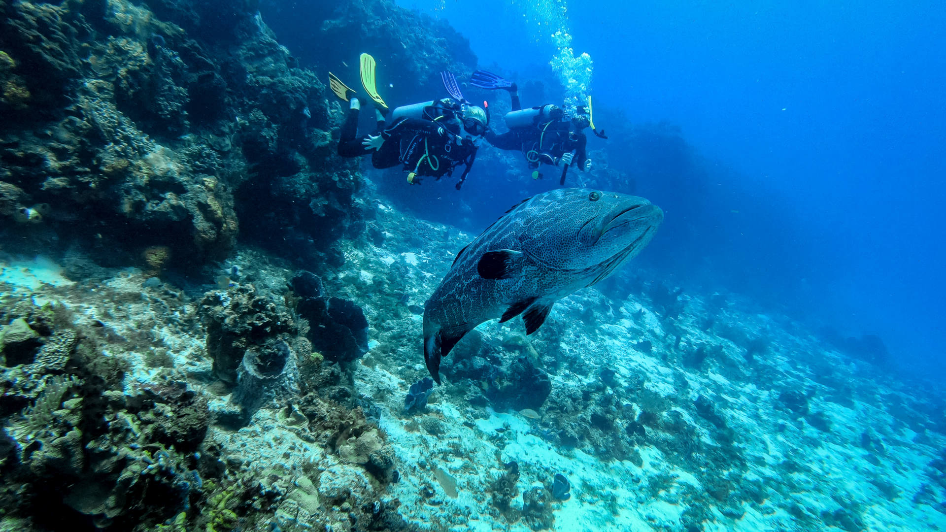 scuba diving in Cozumel (8)