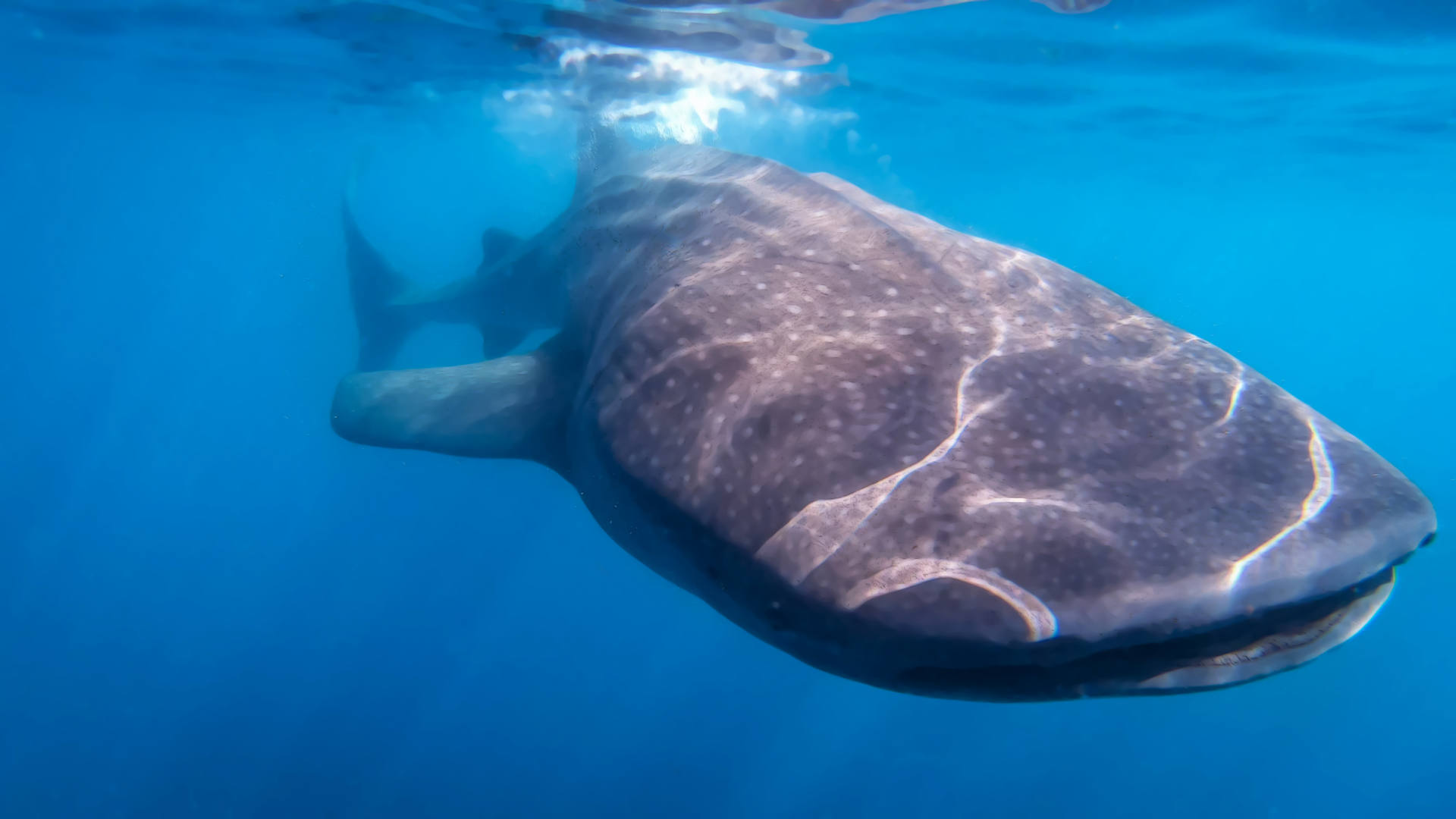 whale sharks Isla Mujeres