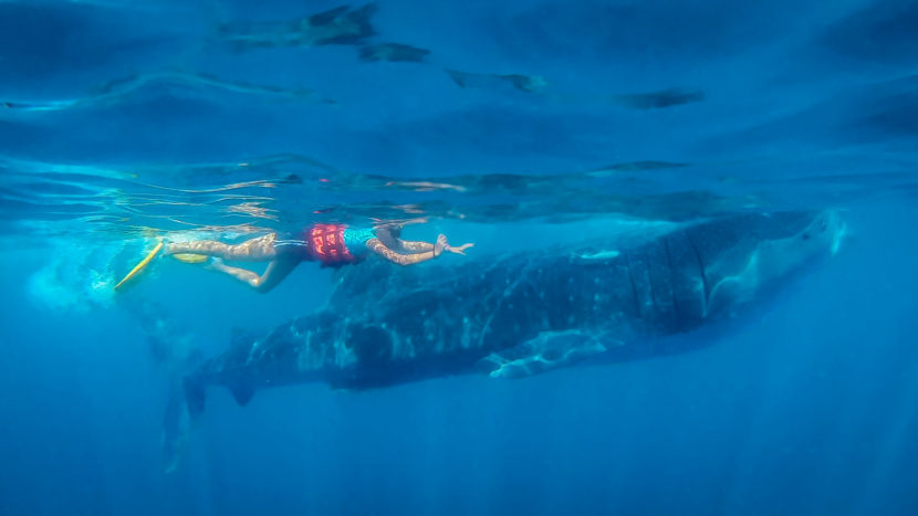whale sharks Isla Mujeres