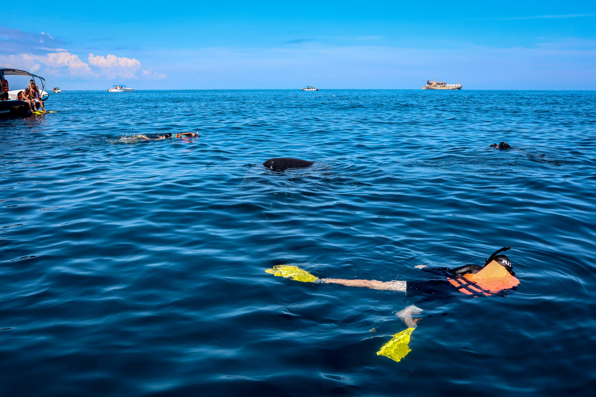 whale sharks Isla Mujeres