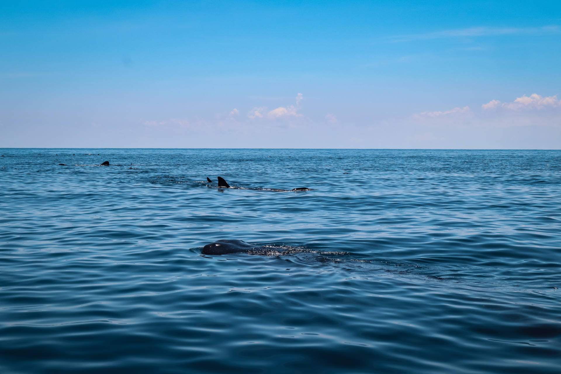 whale sharks Isla Mujeres