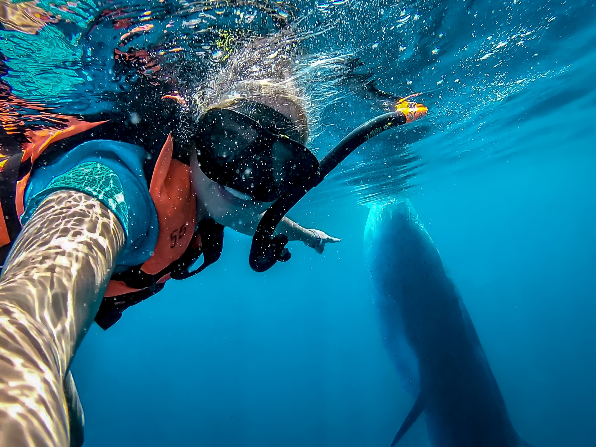 whale sharks Isla Mujeres