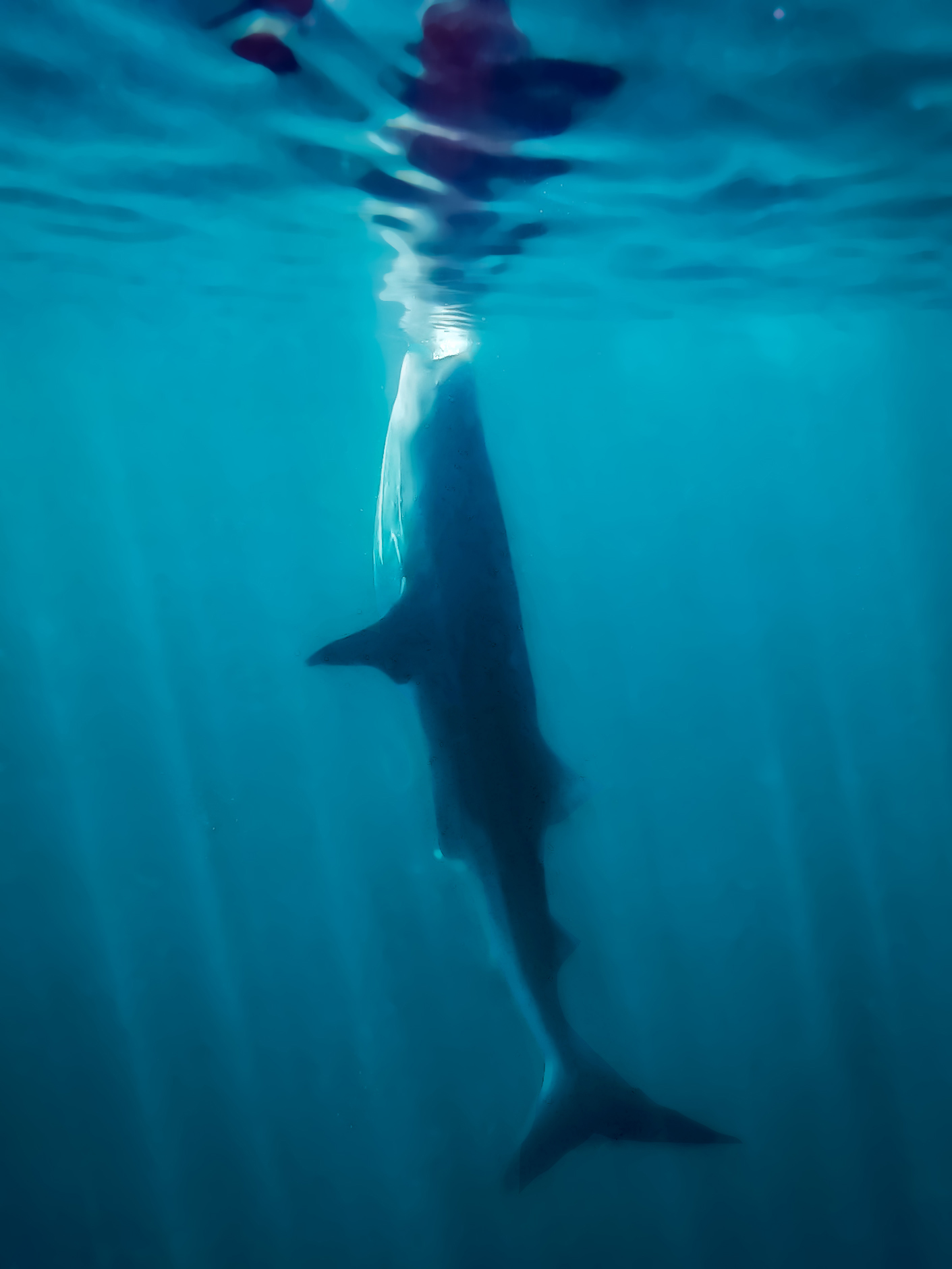 whale sharks Isla Mujeres