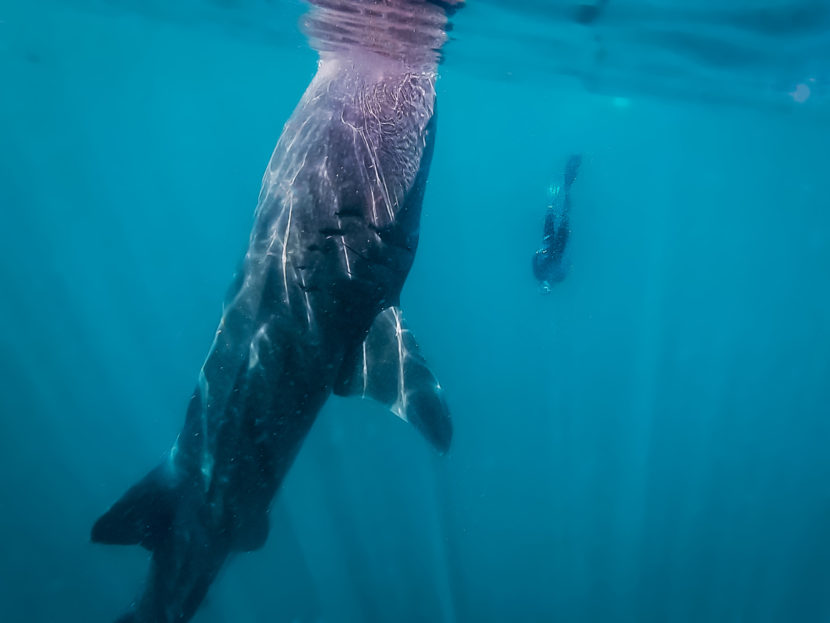 whale sharks Isla Mujeres