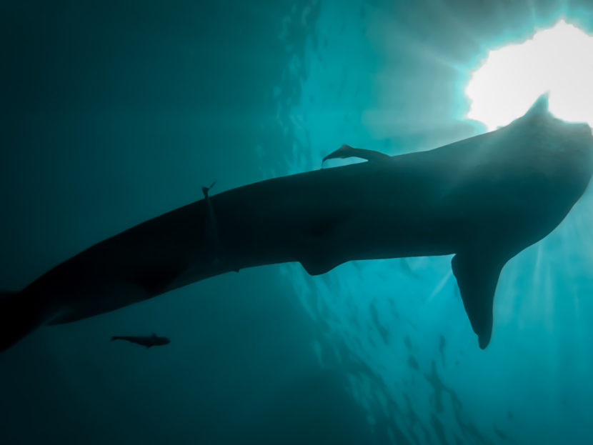 whale sharks Isla Mujeres