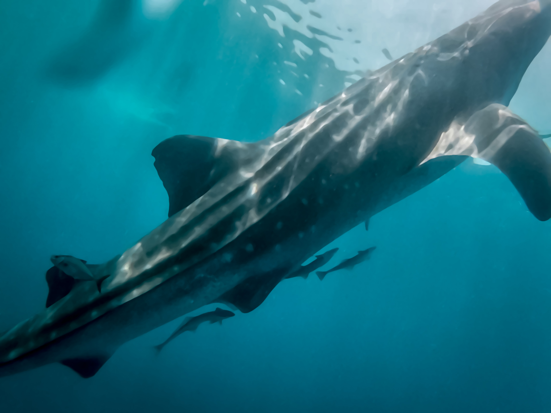 whale sharks Isla Mujeres