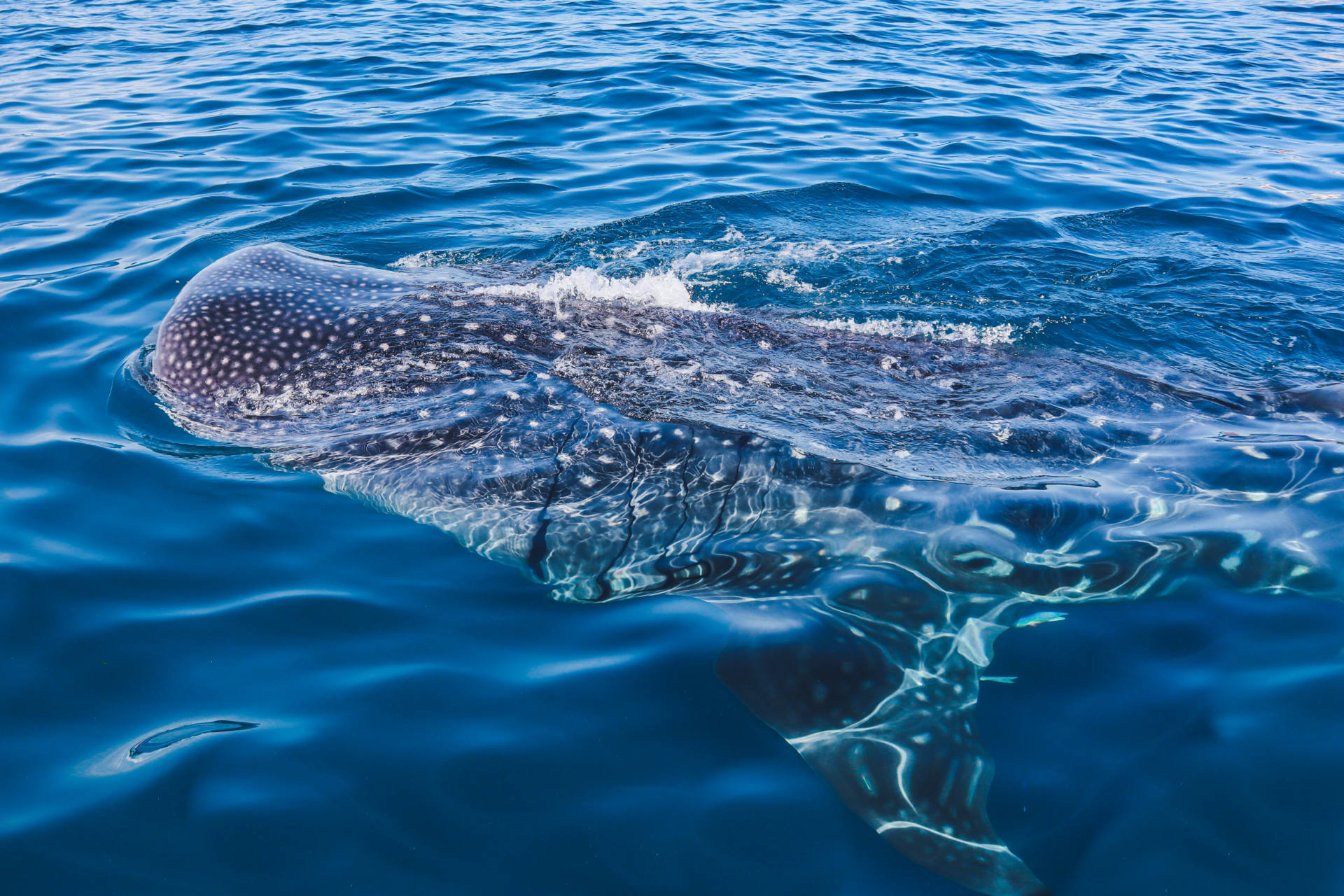 whale sharks Isla Mujeres