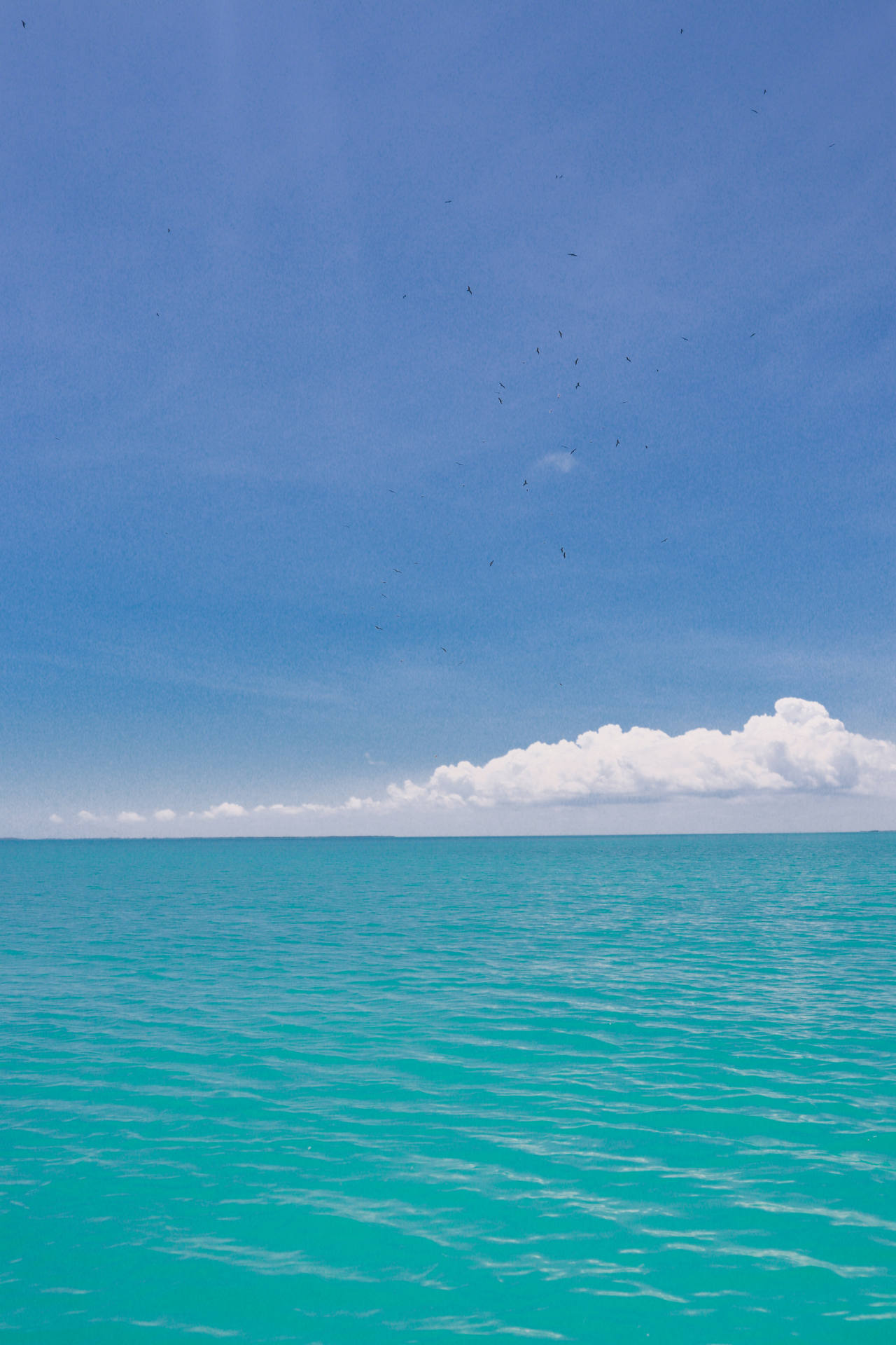 whale sharks in Mexico