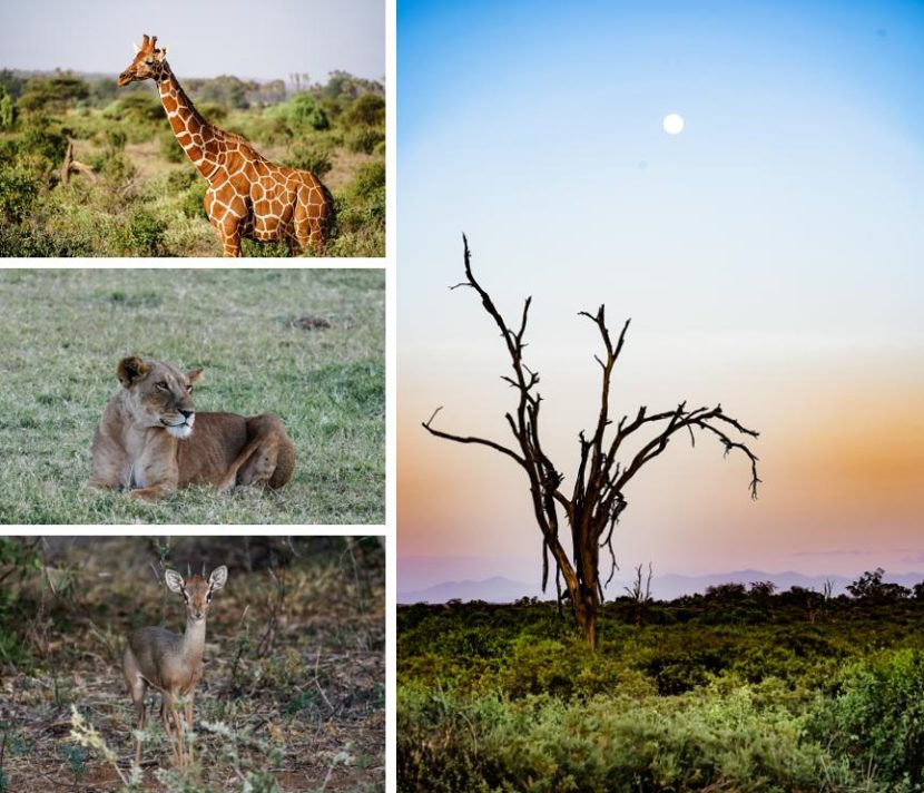 best itinerary for a Kenya safari