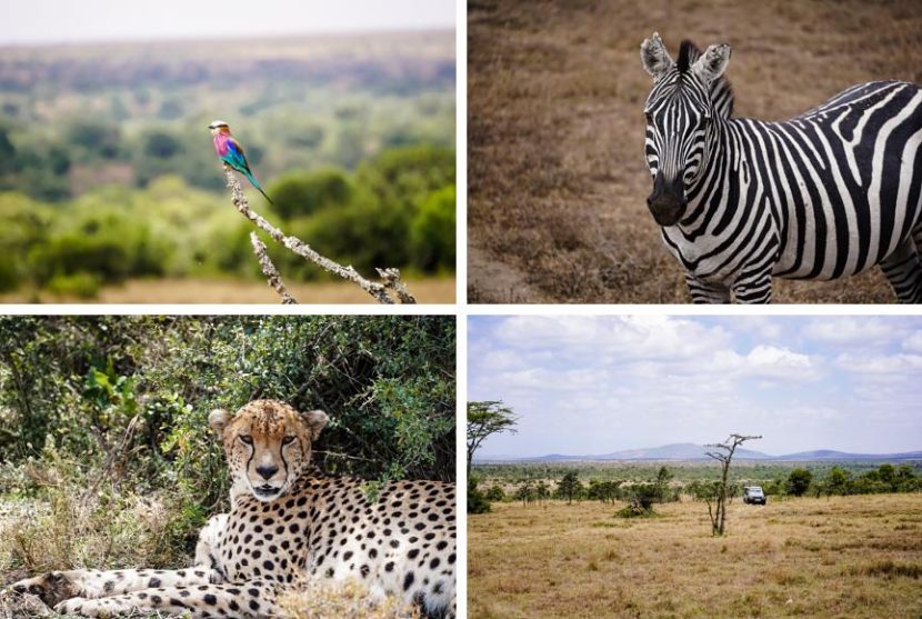 best itinerary for a Kenya safari