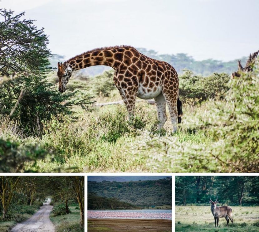 best itinerary for a Kenya safari