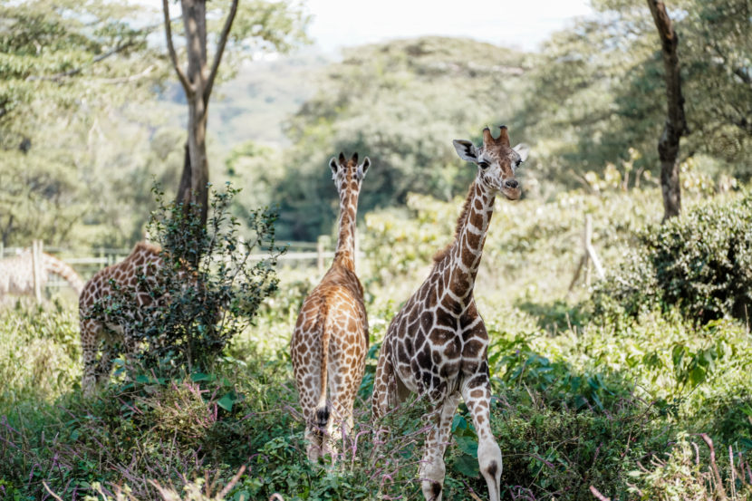 best itinerary for a Kenya safari