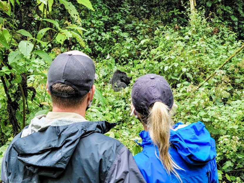 gorilla trekking in Uganda