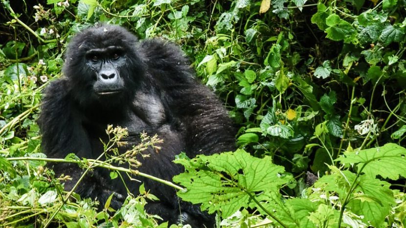 gorilla trekking in Uganda