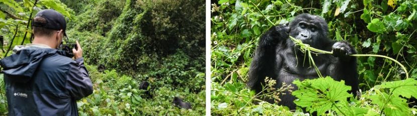 gorilla trekking in Uganda