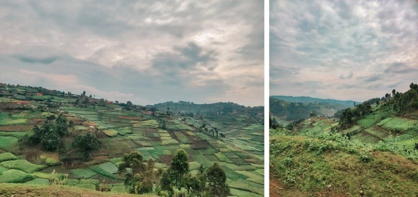 gorilla trekking in Uganda