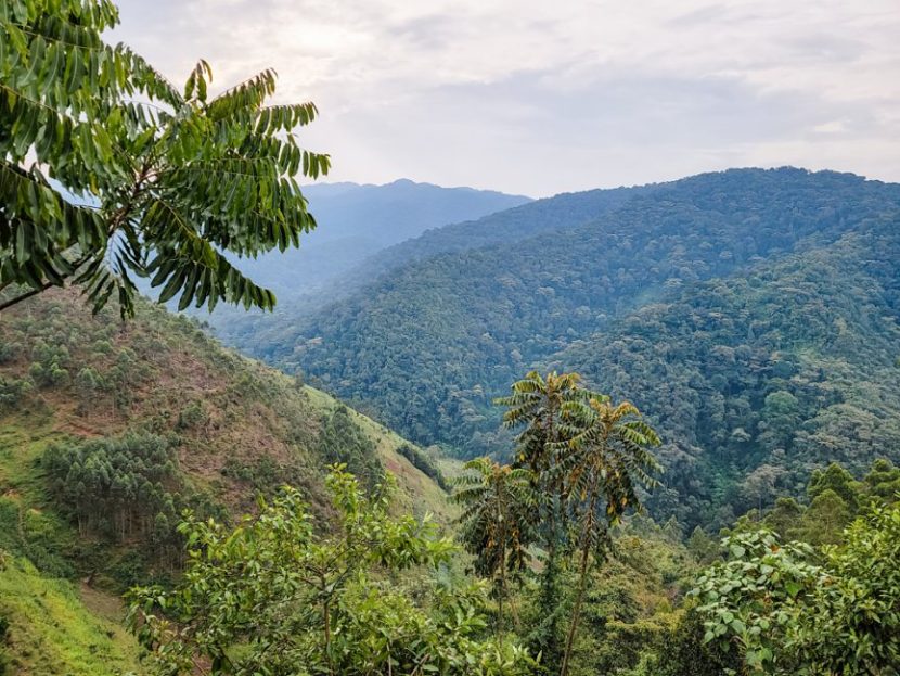 gorilla trekking in Uganda