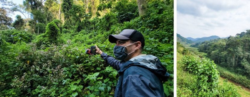 gorilla trekking in Uganda