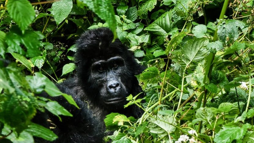 gorilla trekking in Uganda